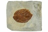 Fossil Leaf (Beringiaphyllum) - Montana #262354-1